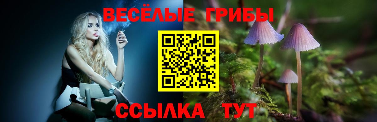 Псилоцибиновые грибы Psilocybe Ачинск